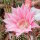 Echinopsis-Hybr. Pink Canary