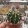 Echinopsis-Hybr. Pink Canary