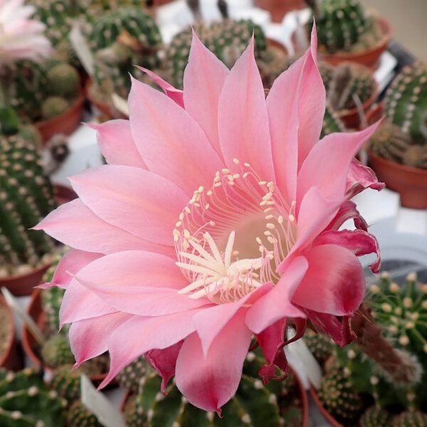 Echinopsis-Hybr. Pink Lipstick