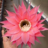 Echinopsis-Hybr. Pink Lipstick