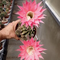 Echinopsis-Hybr. Pink Lipstick