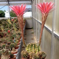 Echinopsis-Hybr. Pink Lipstick