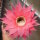 Echinopsis-Hybr. Pink Lipstick
