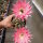 Echinopsis-Hybr. Pink Lipstick