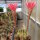 Echinopsis-Hybr. Pink Lipstick
