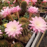 Echinopsis-Hybr. Princess Ann