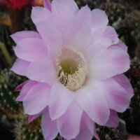 Echinopsis-Hybr. Princess Ann