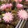 Echinopsis-Hybr. Princess Ann