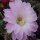 Echinopsis-Hybr. Princess Ann