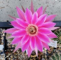Echinopsis-Hybr. Raspberry Ripple