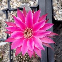 Echinopsis-Hybr. Raspberry Ripple