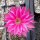 Echinopsis-Hybr. Raspberry Ripple