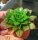 Aeonium sedifolium Teneriffa und La Palma