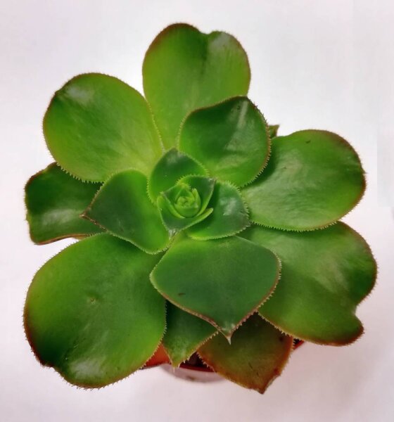 Aeonium calderense
