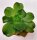 Aeonium calderense