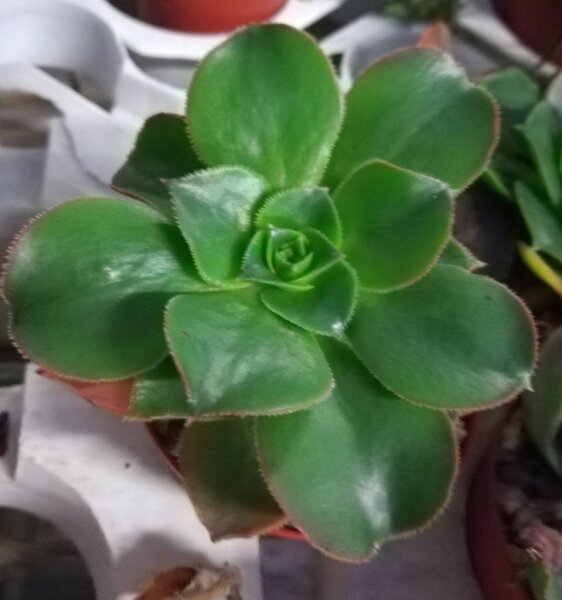 Aeonium glutinosum Madeira