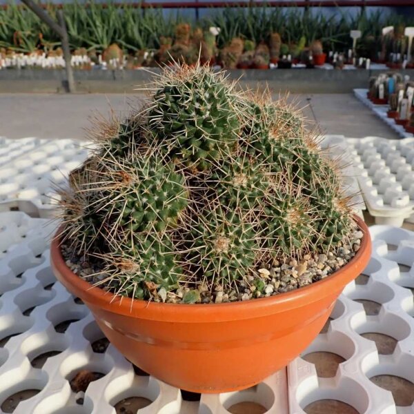 Mammillaria bernalensis Rep. 1165