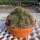Mammillaria bernalensis Rep. 1165