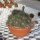 Mammillaria bernalensis Rep. 1165