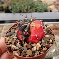 Gymnocalycium mihanovichii cv. variegata