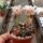 Gymnocalycium mihanovichii cv. variegata
