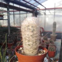 Oreocereus trollii BOS 559