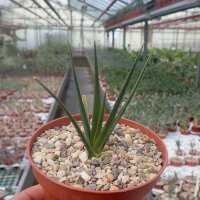 Dracaena cinnabari endemisch auf Sokotra, Jemen