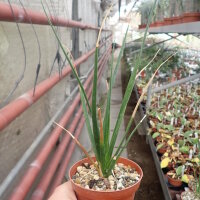 Dracaena cinnabari endemisch auf Sokotra, Jemen
