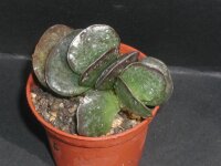 Adromischus maculatus-Hybr.