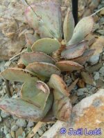 Adromischus maculatus-Hybr.