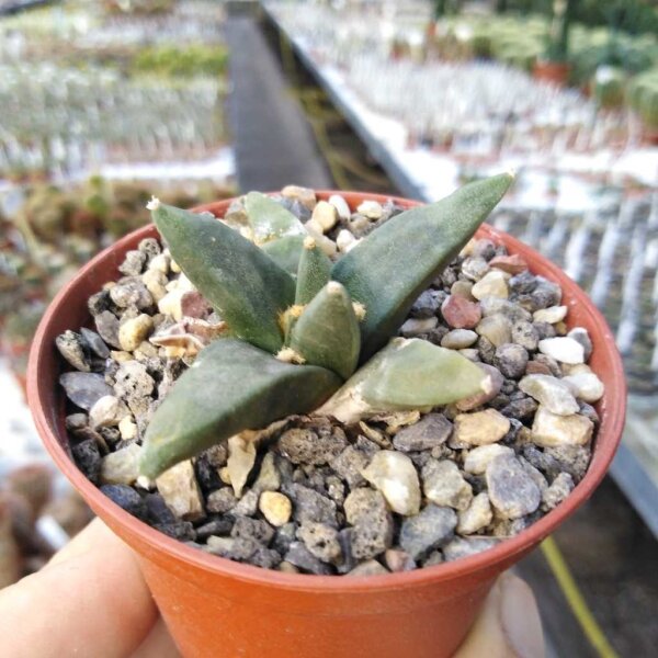 Ariocarpus retusus v. scapharostroides Vila Tumare CITES, not outside EU