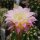 Echinopsis-Hybr. Shirley x Paramount yellow