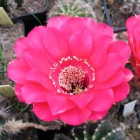 Echinopsis-Hybr. The best of my red flower