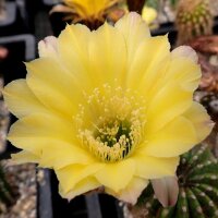 Echinopsis-Hybr. Yellow Paramount C