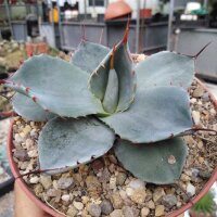 Agave parryi v. truncata cv. Ronde