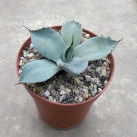 Agave parryi v. truncata cv. Ronde
