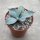 Agave parryi v. truncata cv. Ronde