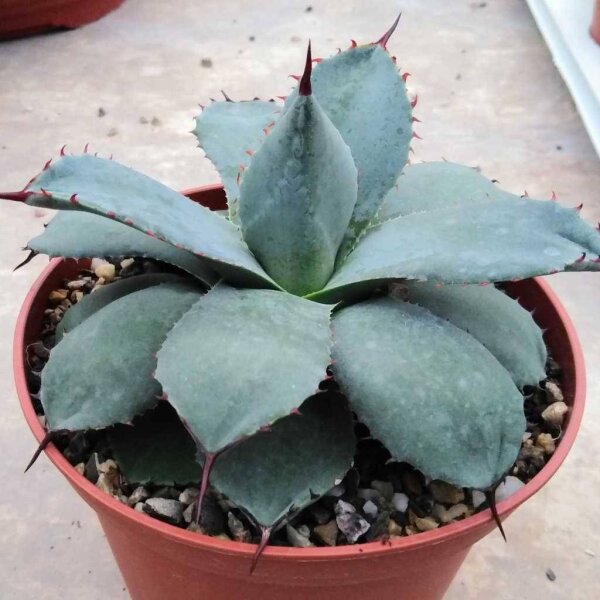Agave parryi HK 1641