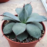 Agave parryi HK 1641