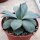 Agave parryi HK 1641