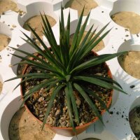 Agave striata cv.Compacta Blue