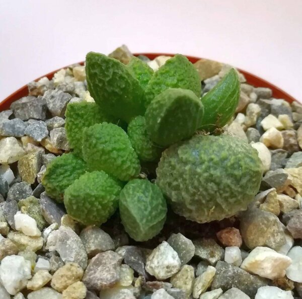 Adromischus marianiae fo. herrei cv. Lime Drops