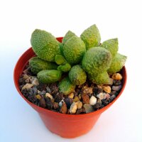 Adromischus marianiae fo. herrei cv. Lime Drops