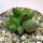 Adromischus marianiae fo. herrei cv. Lime Drops