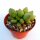 Adromischus marianiae fo. herrei cv. Lime Drops