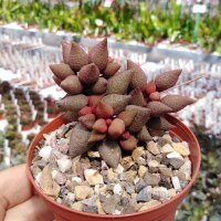 Adromischus marianiae fo. alveolatus