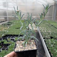 Delosperma cv. Orange Lesotho (dw)