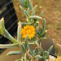 Delosperma cv. Orange Lesotho (dw)