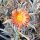 Delosperma cv. Orange Lesotho (dw)