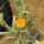 Delosperma cv. Orange Lesotho (dw)